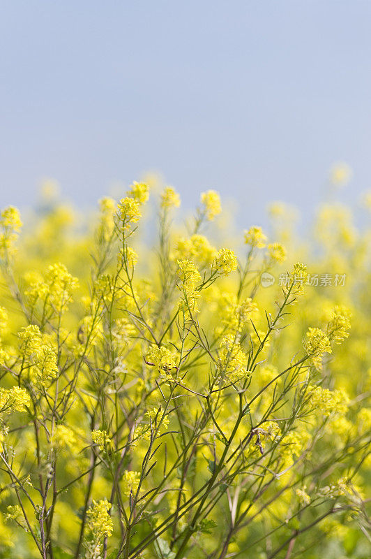 油菜(Brassica napus)